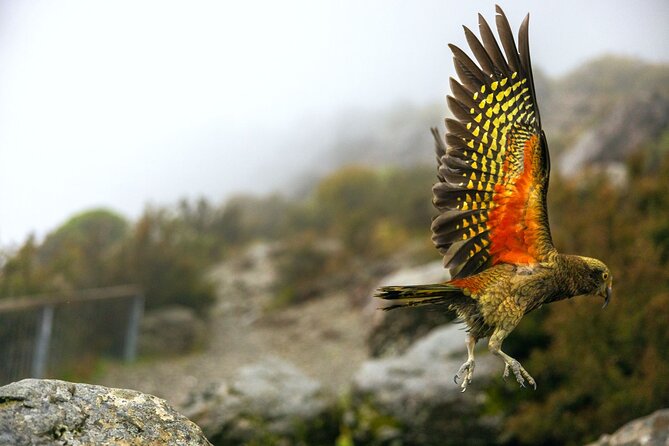 Lyttelton Shore Excursion: Arthur's Pass Day Tour - Why Arthur’s Pass works so well from Lyttelton