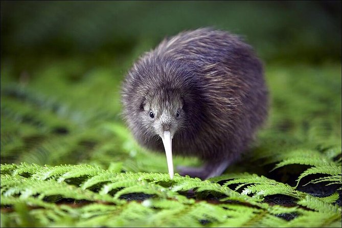 Lyttelton Shore Excursion: Christchurch & Willowbank Tour - Key highlights at a glance