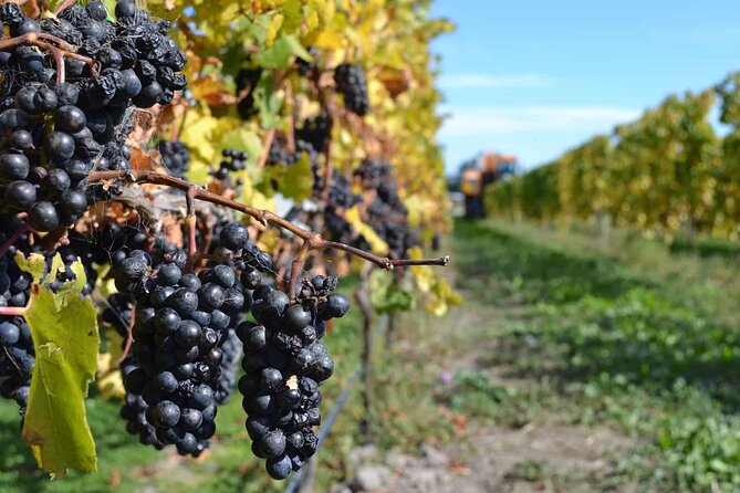Lyttelton Shore Excursion - City Highlights & Waipara Wine Tour - Torlesse Wines: Second Tasting Stop, Shorter and Focused