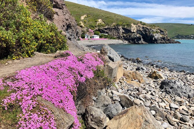 Lyttelton Shore Excursion - Guided Walking Tour and Picnic - Boulder Bay picnic lunch with Southern Alps views
