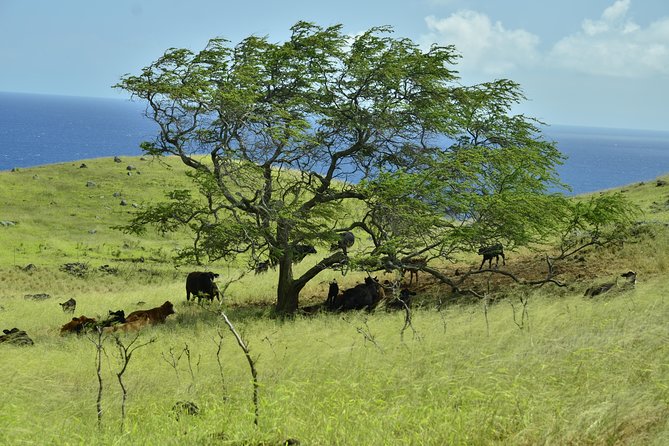 Maui Shore Excursions : Road to Hana With Pickup & Lunch - Lunch, snacks, and water: the part that keeps the day from unraveling