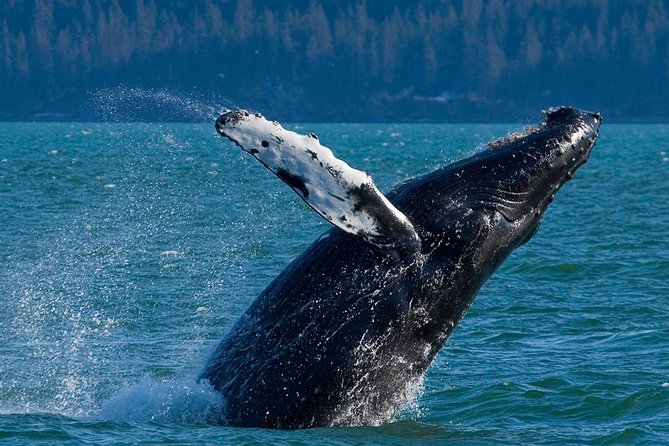 Meares Glacier Cruise Excursion from Valdez - Prince William Sound stop: wildlife spotting with the whole sound in play
