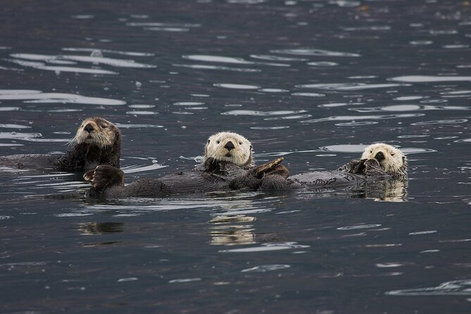 Meares Glacier Cruise Excursion from Valdez - How long you’re actually out there (and why it’s worth it)