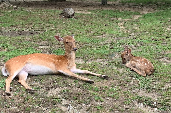Nara private tour (Shore excursion available from Osaka or Kobe port) - Key highlights at a glance