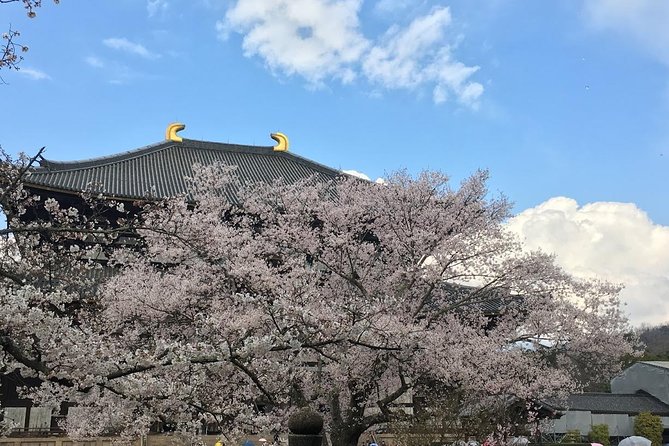 Nara private tour (Shore excursion available from Osaka or Kobe port) - Why Nara Works as a Private Shore Excursion from Osaka or Kobe
