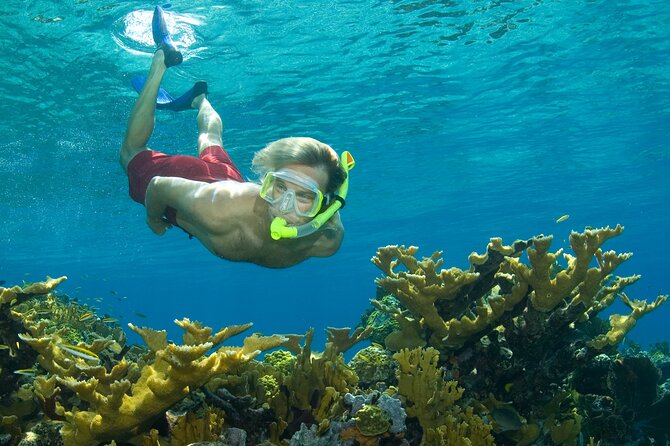 Nassau Shore Excursion: Bahamas Snorkel Adventure - Key things you’ll notice on this Nassau shark snorkel