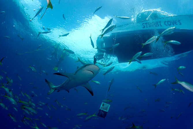 Nassau Shore Excursion: Bahamas Snorkel Adventure - Coral, Tropical Fish, and Reef Time: What You Should Actually Look For
