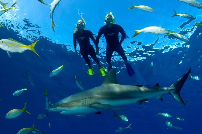 Nassau Shore Excursion: Bahamas Snorkel Adventure - Sharks in Nassau: Optional Swim, Short Time, and Safety on a Rope