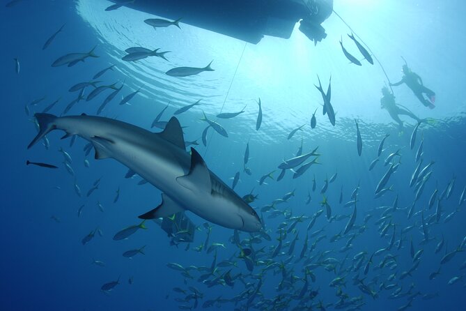 Nassau Shore Excursion: Bahamas Snorkel Adventure - Who Should Book This Nassau Excursion (and Who Should Skip It)