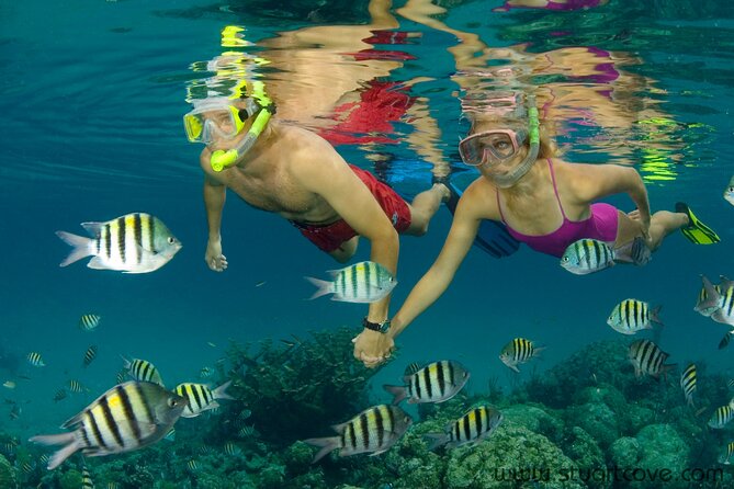 Nassau Shore Excursion: Bahamas Snorkel Adventure - Your Snorkel Itinerary: How the Three Hours in the Water Play Out