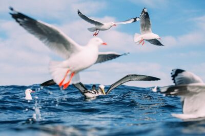 Otago Harbour Wildlife Cruise (Dunedin Shore Excursion) - Stop 1: Taiaroa Head cruise past the lighthouse and rookery vibes