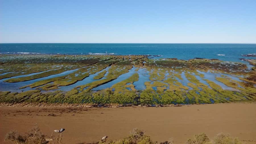 Peninsula Valdes: Shore excursion for cruise passengers - Peninsula Valdés from a cruise: the 6-hour game plan