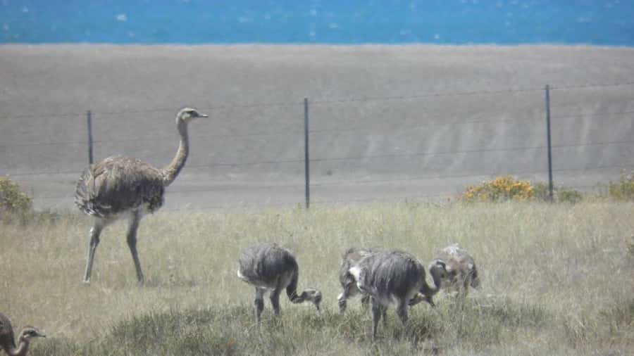 Peninsula Valdes: Shore excursion for cruise passengers - Price and what extra costs to factor in