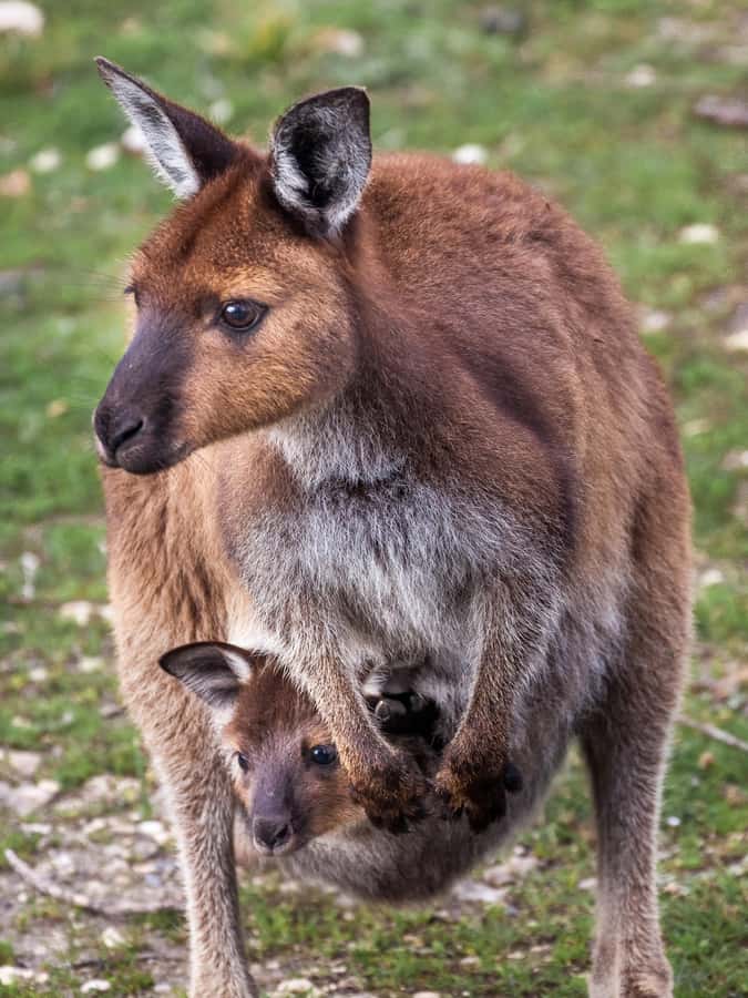 Penneshaw: Shore Excursion Kangaroo Island Scenic Tour - Penneshaw pickup: easy start, cruise-timed reality