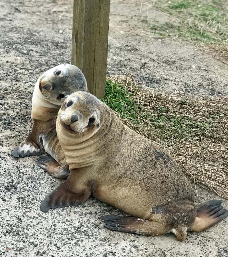 Penneshaw: Shore Excursion Kangaroo Island Scenic Tour - Should you book? My straight take