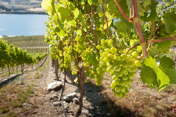Picton Cruise Ship Shore Excursion Marlborough Wine Tour - Why a Marlborough wine tour from Picton makes sense