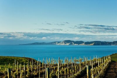 Picton Cruise Ship Shore Excursion Marlborough Wine Tour - The small-group rhythm: up to five cellar doors in Blenheim
