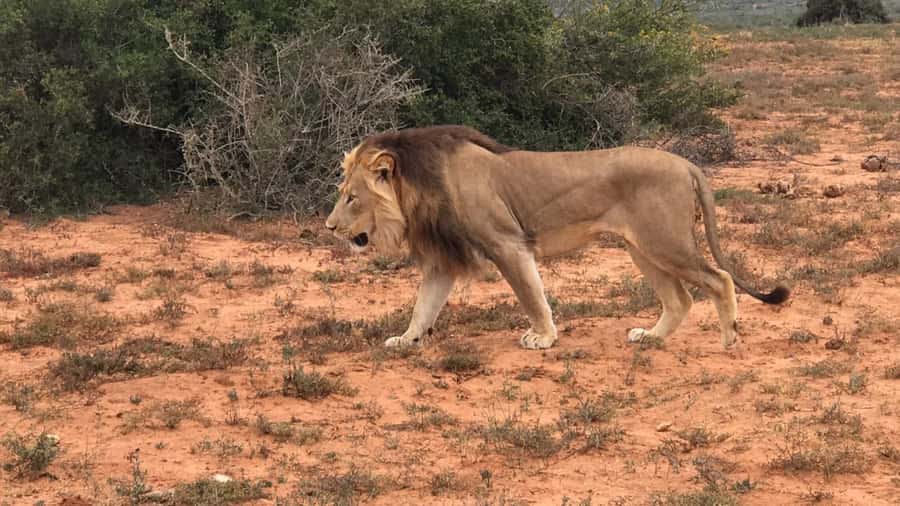Port Elizabeth: Addo Elephant Park Shore Excursion & Safari - Key takeaways before you go