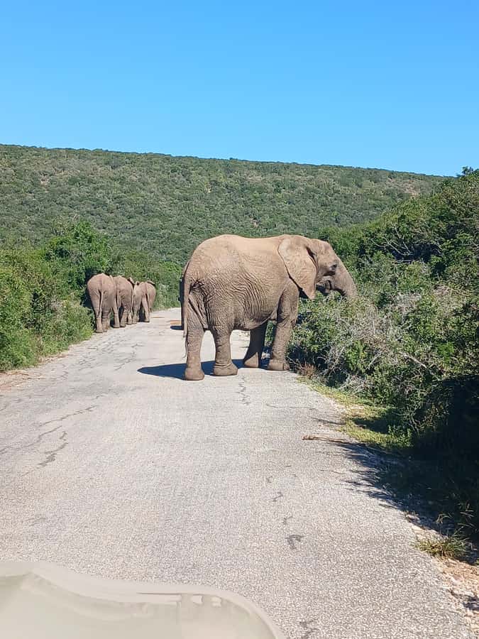 Port Elizabeth: Addo Elephant Park Shore Excursion & Safari - The big question: are you likely to see the animals you came for?