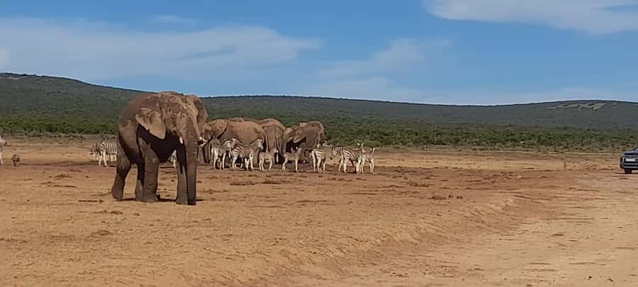 Port Elizabeth: Addo Elephant Park Shore Excursion & Safari - How the day runs: pickup, transfer time, and where your time goes