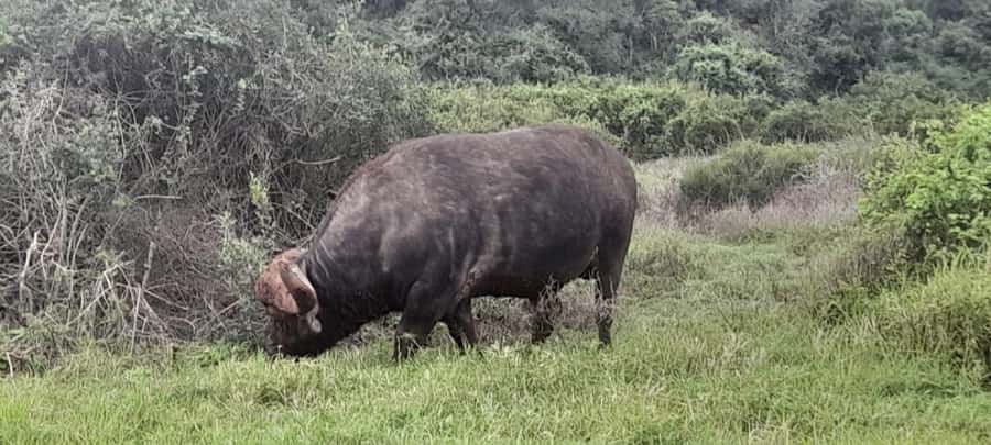 Port Elizabeth: Addo Elephant Park Shore Excursion & Safari - Jack’s Picnic Site lunch: why this stop is more than just a meal