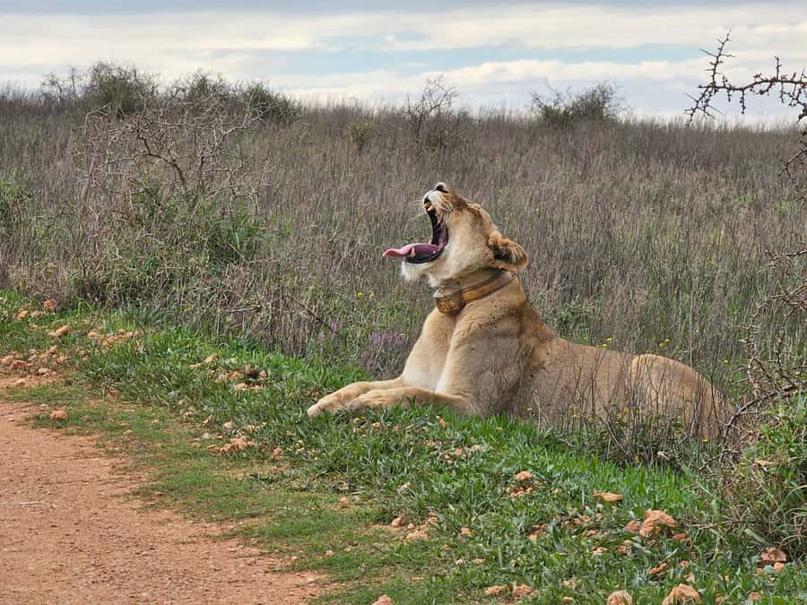 Port Elizabeth: Addo Elephant Park Shore Excursion & Safari - Afternoon drive: raising your odds after lunch