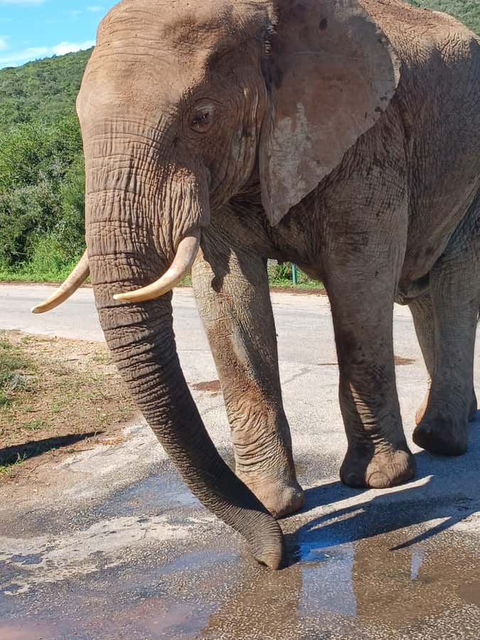 Port Elizabeth: Addo Elephant Park Shore Excursion & Safari - Transport comfort: air-conditioned vehicles and real safari driving