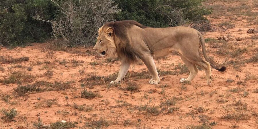 Port Elizabeth: Addo Elephant Park Shore Excursion & Safari - Guide quality and animal explanations: what to watch for in the moment