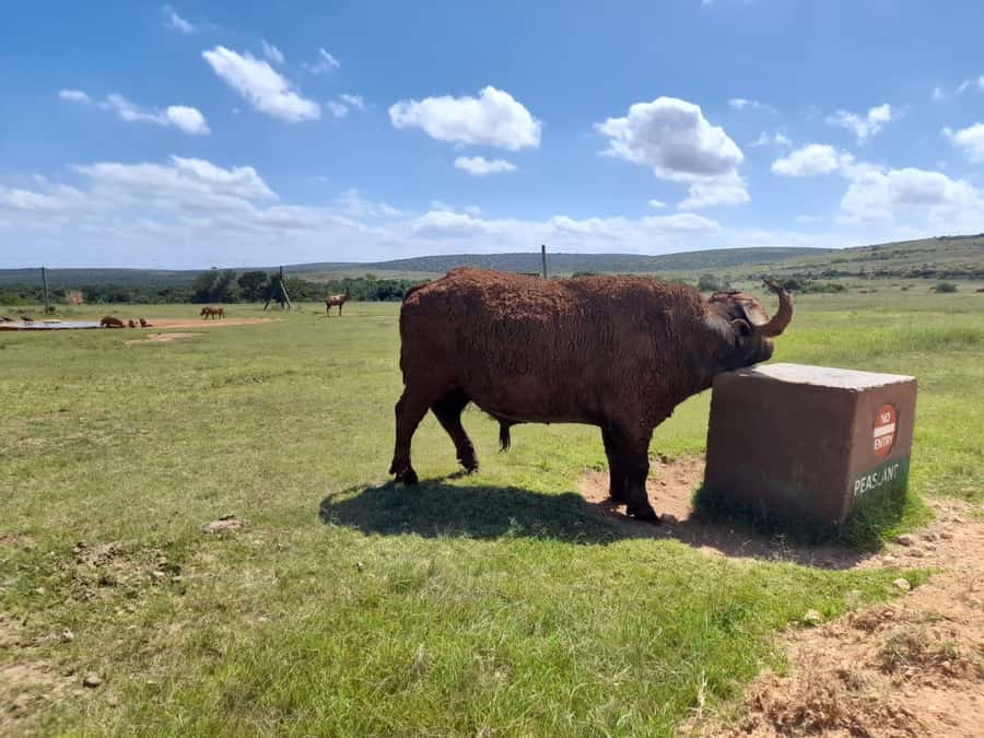 Port Elizabeth: Addo Elephant Park Shore Excursion & Safari - Price and value at $159 per person