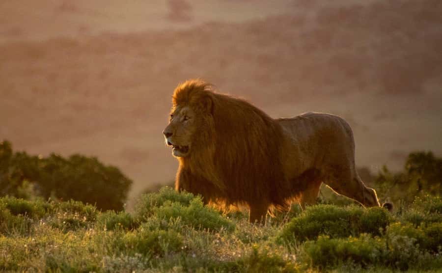 Port Elizabeth: Addo Elephant Park Shore Excursion with BBQ - Key things to know before you go
