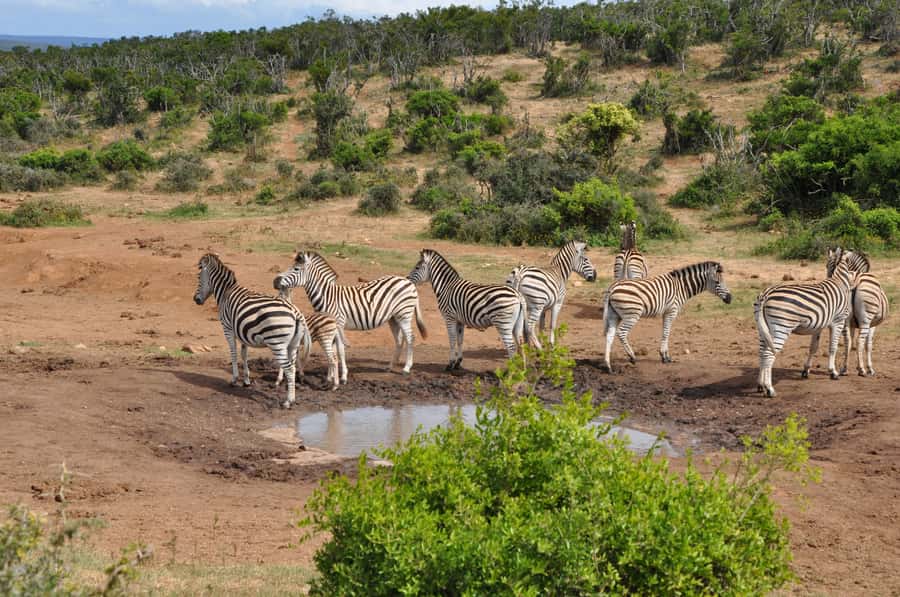 Port Elizabeth: Addo Elephant Park Shore Excursion with BBQ - Port Elizabeth to Addo: fast transfer, low-stress start