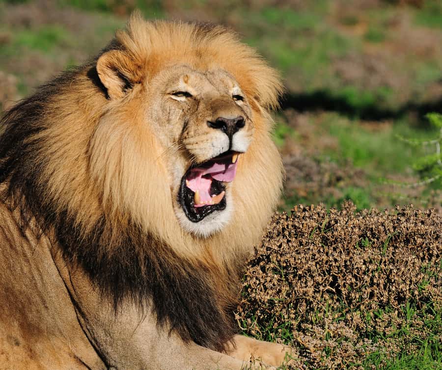 Port Elizabeth: Addo Elephant Park Shore Excursion with BBQ - Braai lunch at a cultural lapa: the break you’ll actually enjoy