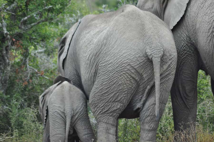 Port Elizabeth: Addo Elephant Park Shore Excursion with BBQ - Small-group size: why it feels personal instead of rushed