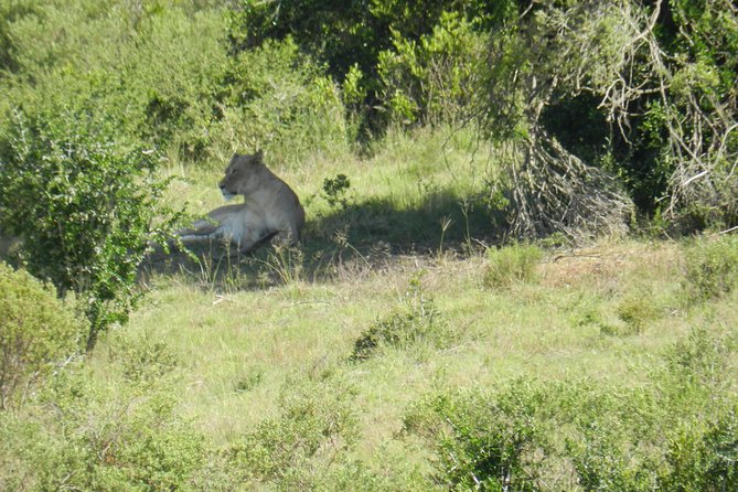 Port Elizabeth Shore Excursion: Addo Elephant Full Day Safari &"Braai"Lunch(BBQ) - 8:30 pickup to 16:00 park exit: how the day flows