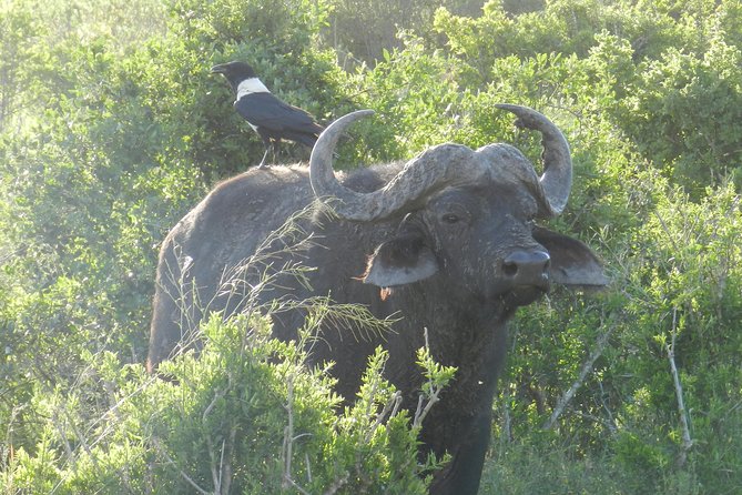 Port Elizabeth Shore Excursion: Addo Elephant Full Day Safari &"Braai"Lunch(BBQ) - Southern Gate game drives: the viewing approach that improves your odds