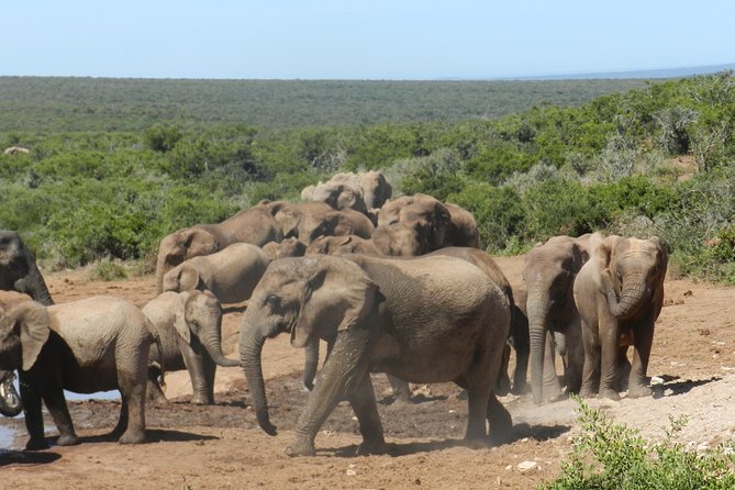 Port Elizabeth Shore Excursion: Addo Elephant Full Day Safari &"Braai"Lunch(BBQ) - Big Seven and Big Five: what you can expect without guessing