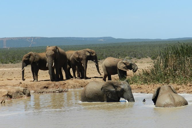 Port Elizabeth Shore Excursion: Addo Elephant Full Day Safari &"Braai"Lunch(BBQ) - Price and value from Port Elizabeth: what makes $172.87 feel fair