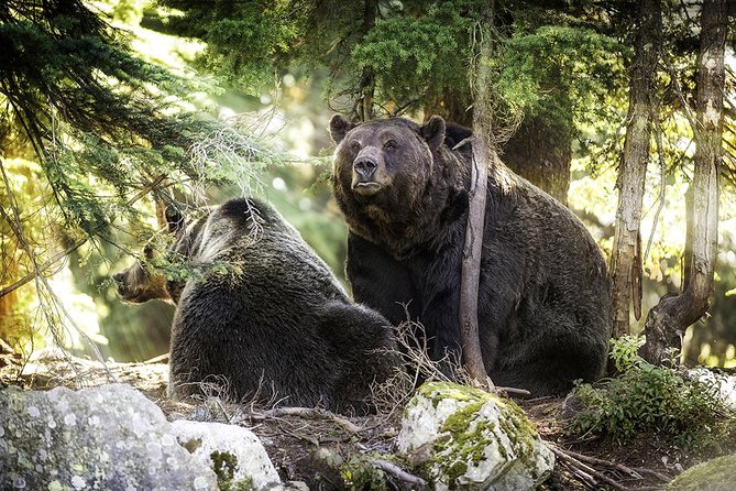 Post-Cruise Shore Excursion: Capilano Suspension Bridge & Grouse Mountain - Grouse Mountain: Skyride views and the Grizzlies payoff