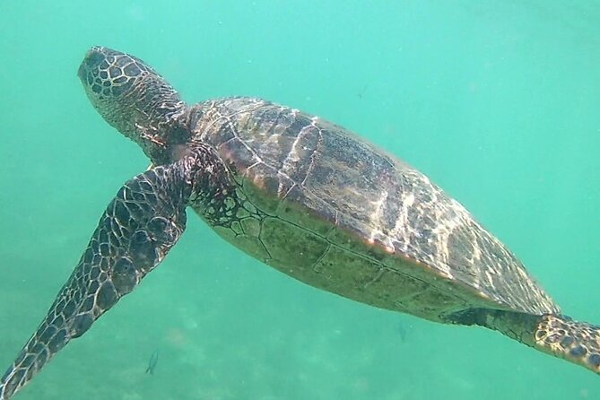 Princeville - Snorkeling Shore Excursion - Beaches and Wildlife: Where Your Time Pays Off