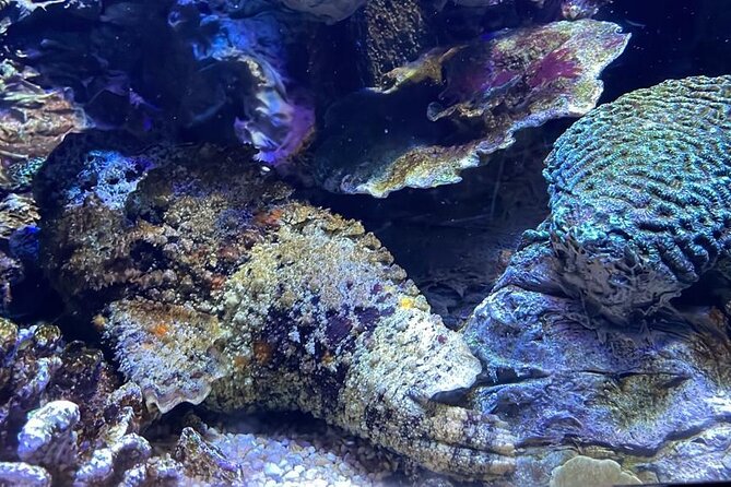 Private Hamad Port Tour in Mesaieed |Aquarium |Maritime Museum - Predator Tank vs. the Rest: How to See It Without Rushing