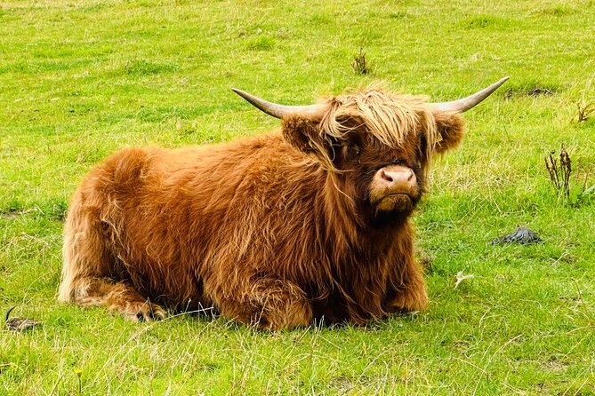 Private Invergordon Shore Excursion with Cawdor Castle (12 max) - Pacing a 7 to 8 hour day without feeling rushed