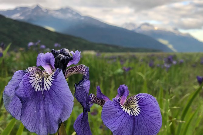 Private luxury shore excursion Skagway, AK to Emerald Lake, Yukon. - Klondike Highway to Emerald Lake: where your guide’s route knowledge pays off