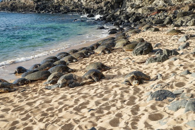 Private Shore Excursion: Best Highlights of Maui - Port-to-van convenience that makes short days feel manageable