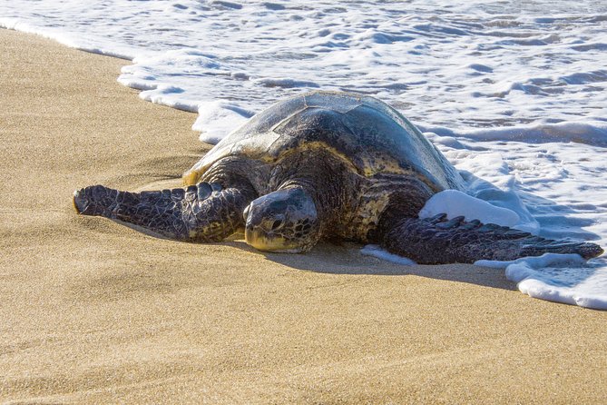 Private Shore Excursion: Best Highlights of Maui - Transportation timing: what you gain by starting from the port
