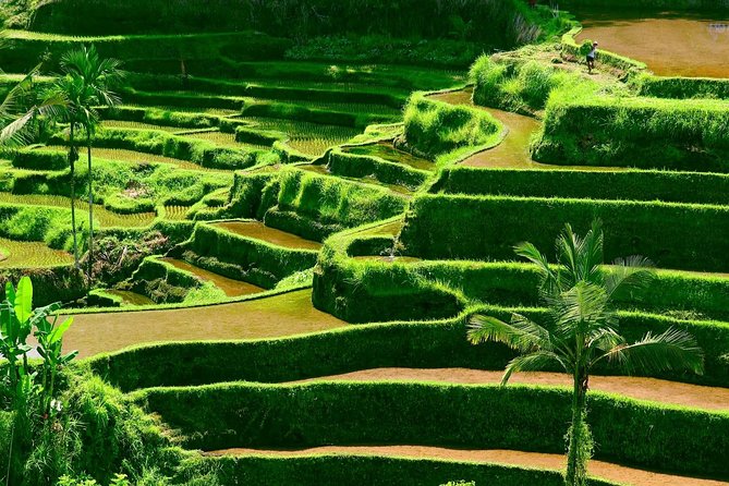 Private Shore Excursion: Customized Best of Bali Tour - Puseh Batuan Temple: community rituals and classic shrine architecture