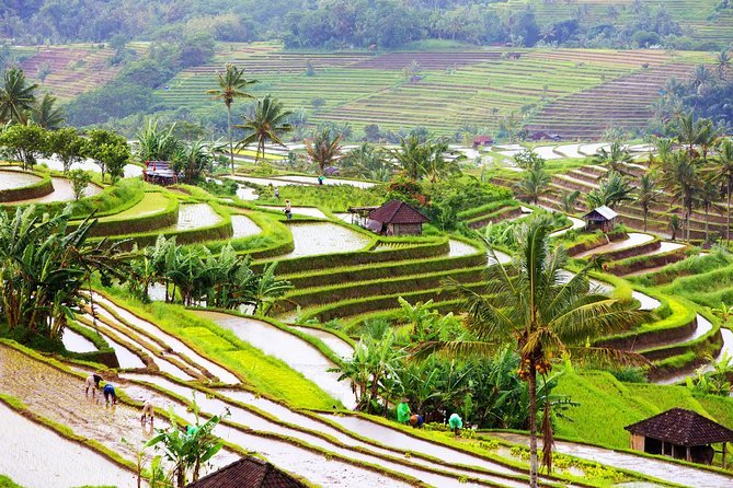 Private Shore Excursion: Customized Best of Bali Tour - Tegalalang Rice Terrace: a hillside walk with serious payoff