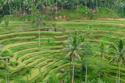 Private Shore Excursion: Highlights of Bali - Penglipuran Village in Kubu: Traditional Life in an Ordered Setting