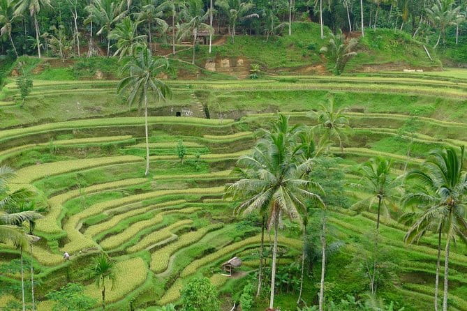Private Shore Excursion: Highlights of Bali - Penglipuran Village in Kubu: Traditional Life in an Ordered Setting