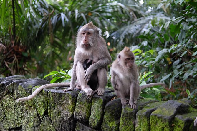 Private Shore Excursion: Ubud Art Villages and Sacred Monkey Forest - Sacred Monkey Forest Sanctuary: enjoy it, but keep your guard up