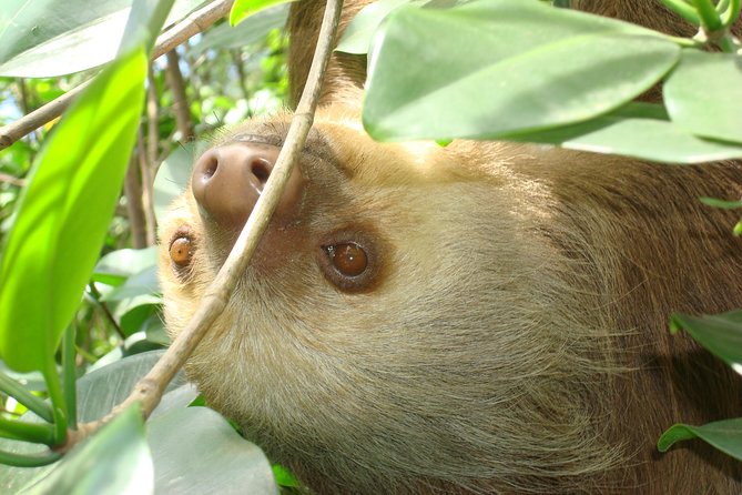 Puerto Limon Highlights 6 in 1 combo Tour. Shore Excursion - Key things I think you should know before you go